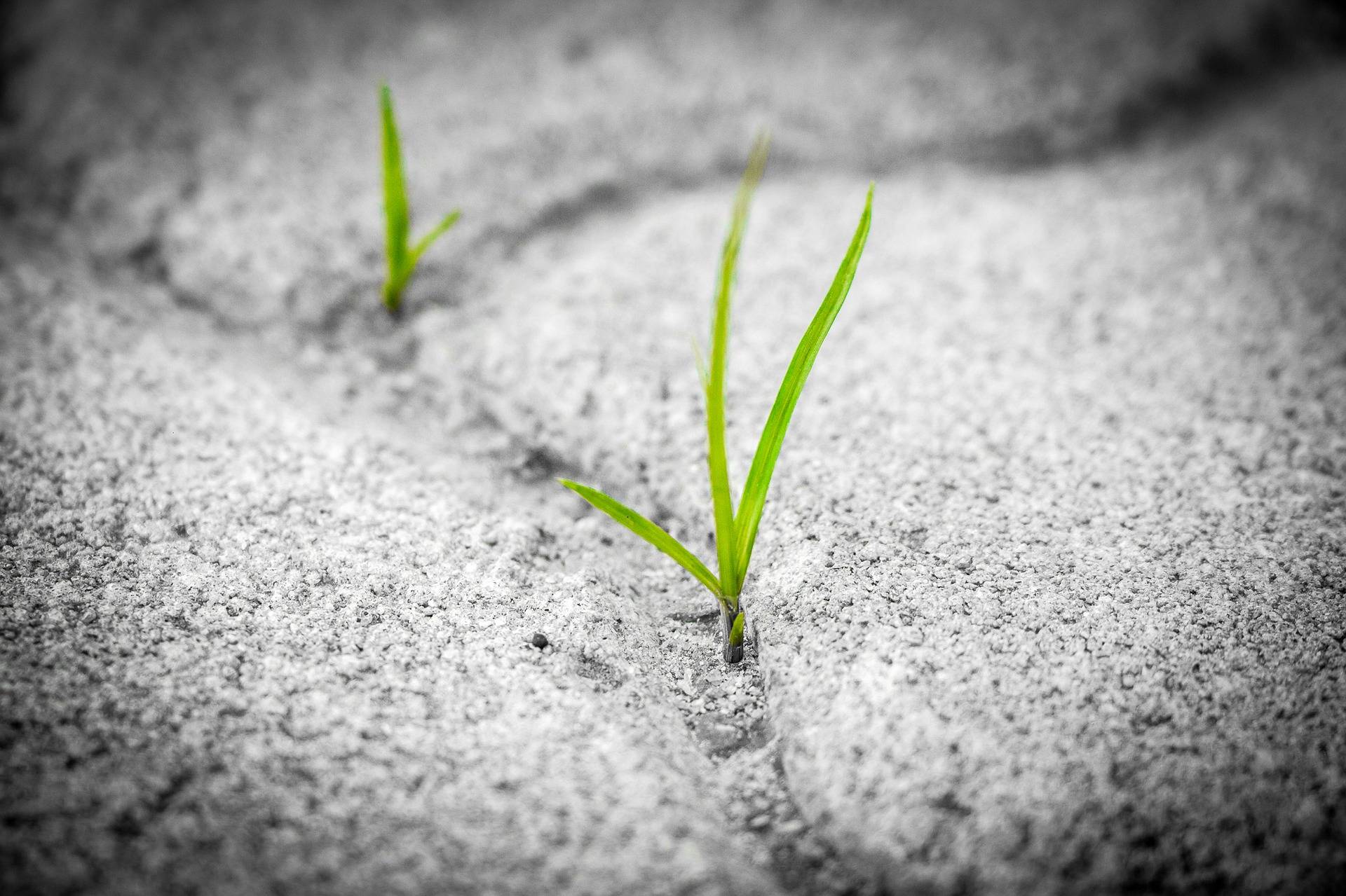 Green grass poking through concrete