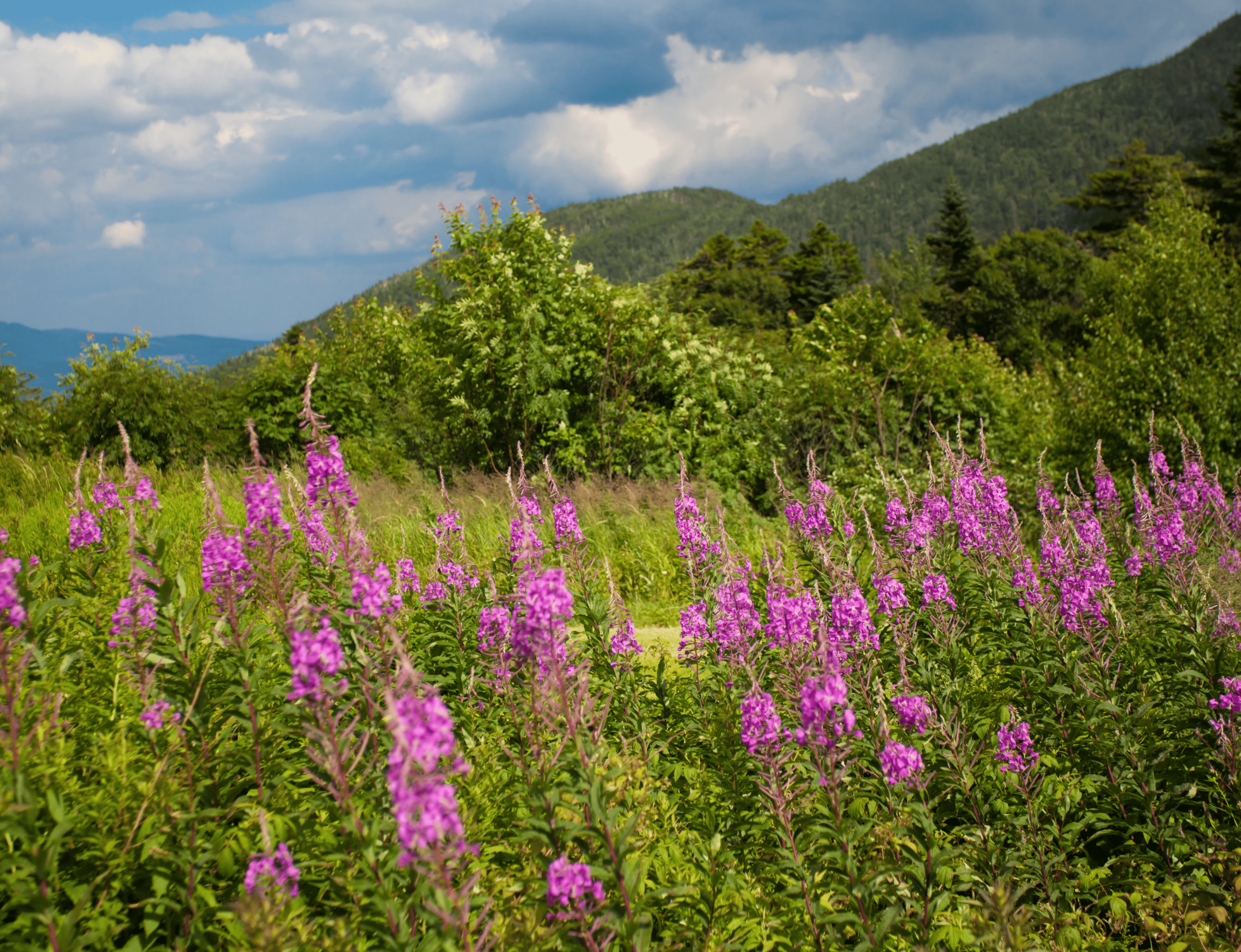 Purple flowers growing in the White Mountains (NH)